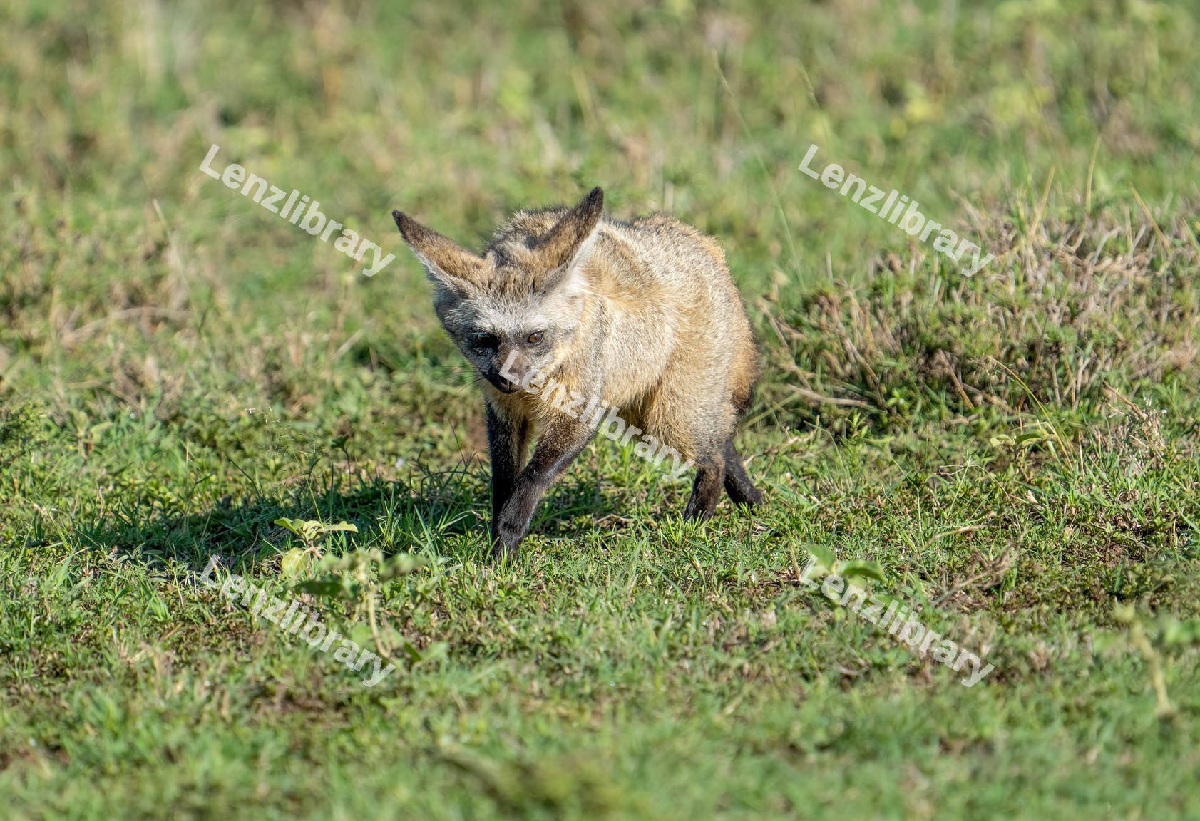 Baby Hyena walking in the grass